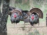 Rio Grande Turkey Hunts 