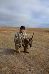 Kansas Pheasants
