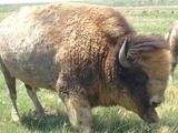 Pure Semi-White Bison Bull