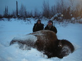Huge wild wood bison 