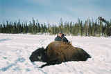 Wild wood bison Hunting 
