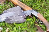 Texas Dove Hunting