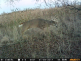 Whitetail Deer Hunting