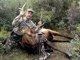 Bow Hunting Elk