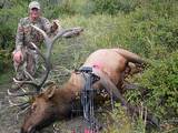Archery Elk Hunts