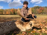 Fallow Deer Hunting 