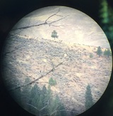 Montana Spot and Stalk Elk Hunts