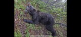 Bear Hunting Alaska
