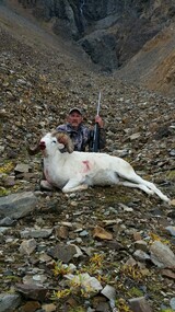 Alaska Dall Sheep Hunt