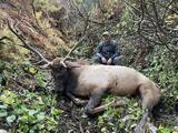 Elk Hunting Idaho