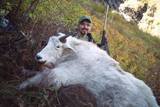 Mountain Goat Hunting Idaho