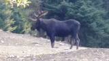 Shiras Moose Hunts Idaho