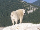Idaho Mountain Goat Hunts