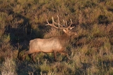 Bull Elk Hunting
