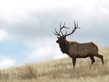 South Dakota Elk Hunting