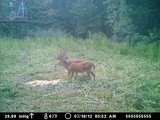 Kentucky Whitetail Deer Hunts, Trophy Bucks In Kentucky.