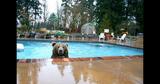 Bear Cooling Down