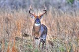 Deer Hunting Kentucky Deer Creek Lodge.