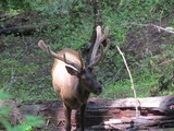 Elk 2011