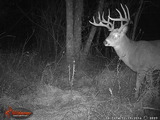 Deer Trail Cam Photo Kentucky Deer Hunting.