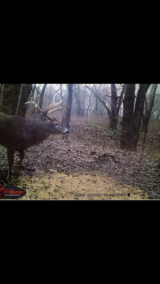 Kentucky Hunting for Deer.