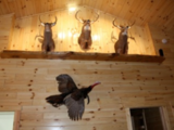 MIchigan Deer Hunting Lodge.