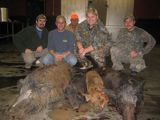 Alabama hog hunting