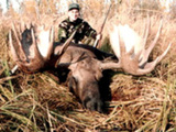 Alaska Guided Moose Hunting