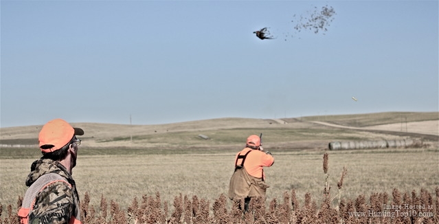 Top 10 Pheasant Hunting Dogs