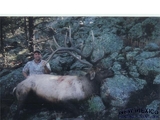 New Mexico Big Bull Elk
