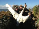 Swan Hunting North Carolina