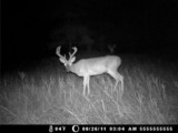 Trail Cam Deer Oklahoma
