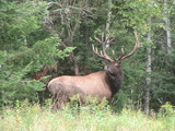 Heavy Horn Outfitters Elk Hunts