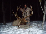 381 Inch Rocky Mountain Elk