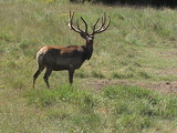 Heavy Horn Outfitters Elk August 2012
