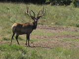 Elk August 2012