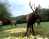 baited elk hunts