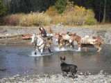 mules in the river