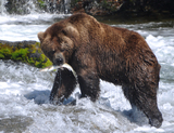 Grizzly Bear Hunts