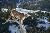 Hunting Top 10 Network, Cougar hunting