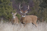 Illinois Whitetail Deer hunting