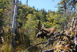 moose on the hoof