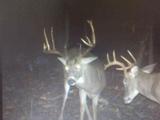 Trail Cam Photos of Trophy Whitetail Deer