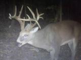 Trail Cam Photos of Trophy Whitetail Deer
