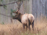 Hunting in Oregon for Roosevelt Elk 