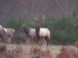 Hunting in Oregon for Roosevelt Elk 
