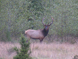 Roosevelt Elk Hunting in Oregon