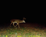Whitetail Deer Hunts 
