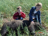 Wild boar hunts