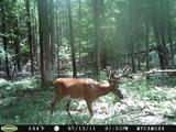 Trail cam Buck